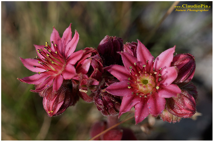 sempervivum arachnoideum, fiori di montagna, fiori della Liguria, alpi Liguri, appennino ligure, Val d'Aveto